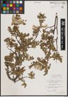 Foto von Salix foetida Schleich. ex DC.